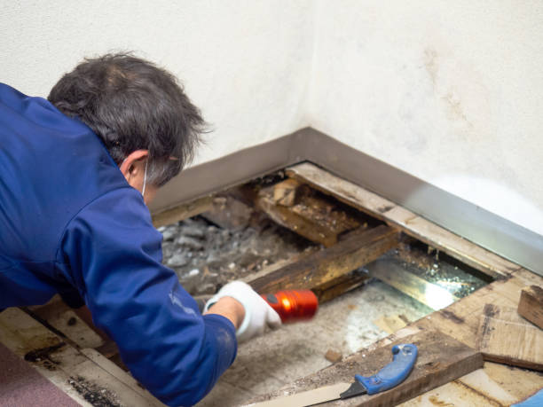 Best Same-Day Mold Removal  in Maben, MS