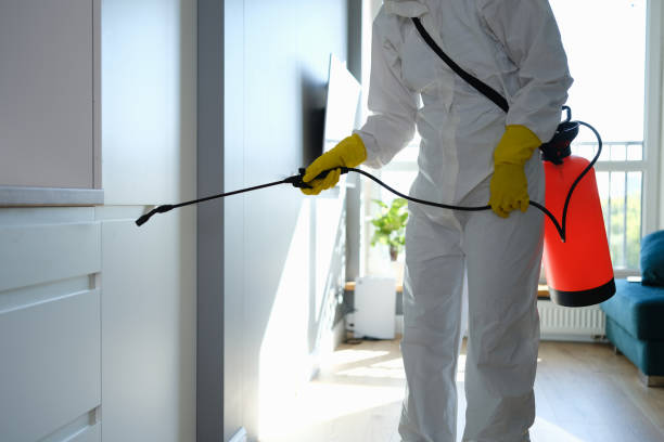 Best Local Mold Removal Service  in Maben, MS