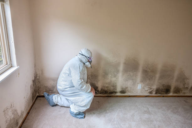 Best Local Mold Removal Service  in Maben, MS