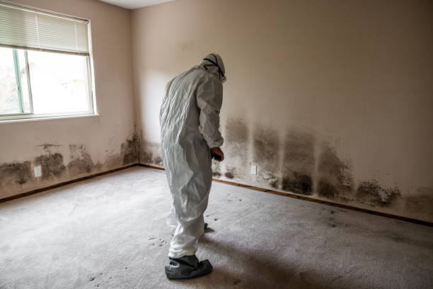 Best Toxic Mold Removal  in Maben, MS