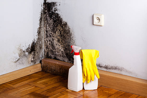 Best Fast Mold Removal  in Maben, MS