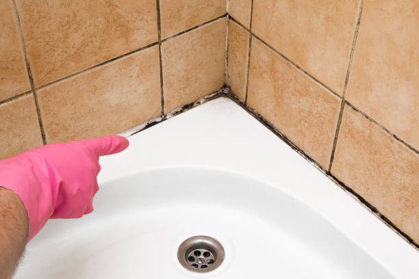 Best Same-Day Mold Removal  in Maben, MS